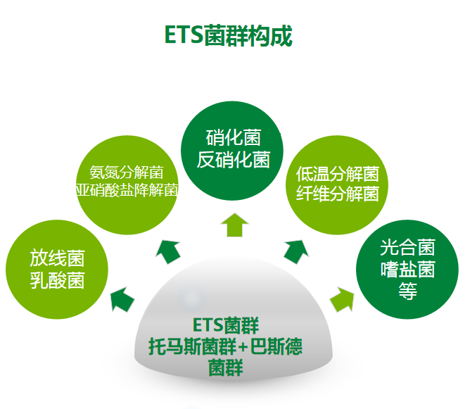 ETS菌群放線(xiàn)菌乳酸菌光合菌托馬斯菌群